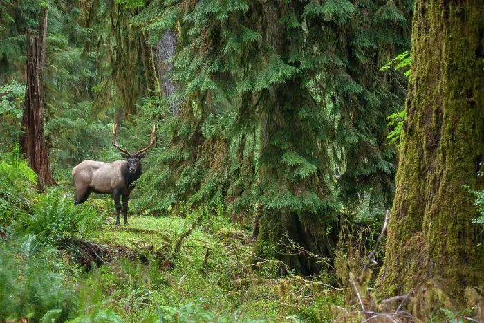 Framed Print : Roosevelt bull elk, Pacific Northwest rainforest Framed Print : Roosevelt bull elk, Pacific Northwest rainforest