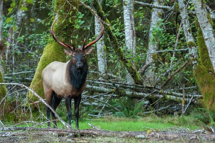 Framed Print : Roosevelt bull elk, Pacific Northwest rainforest