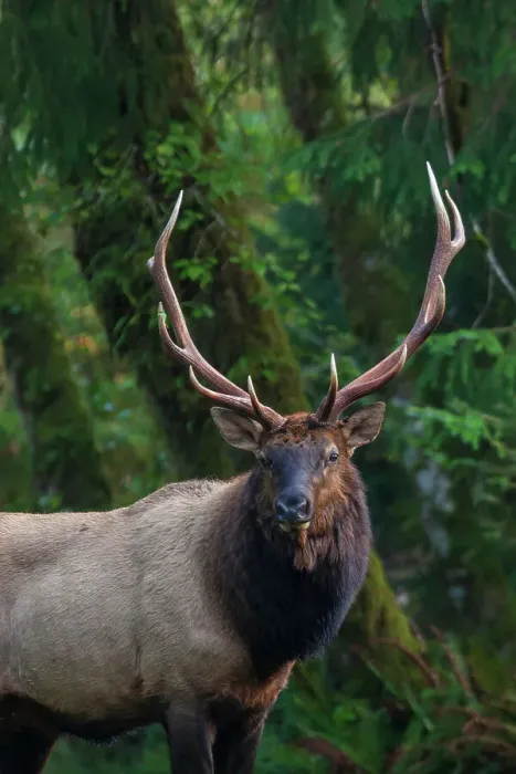 Framed Print : Roosevelt bull elk, Pacific Northwest rainforest Framed Print : Roosevelt bull elk, Pacific Northwest rainforest