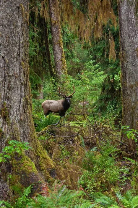 Framed Print : Roosevelt bull elk, Pacific Northwest rainforest Framed Print : Roosevelt bull elk, Pacific Northwest rainforest