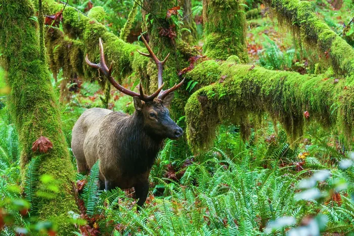 Framed Print : Roosevelt bull elk, Pacific Northwest rainforest