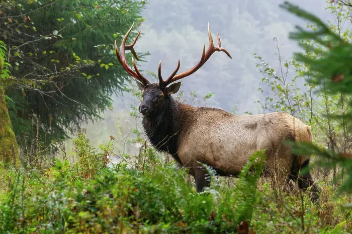 Framed Print : Roosevelt bull elk, Pacific Northwest rainforest