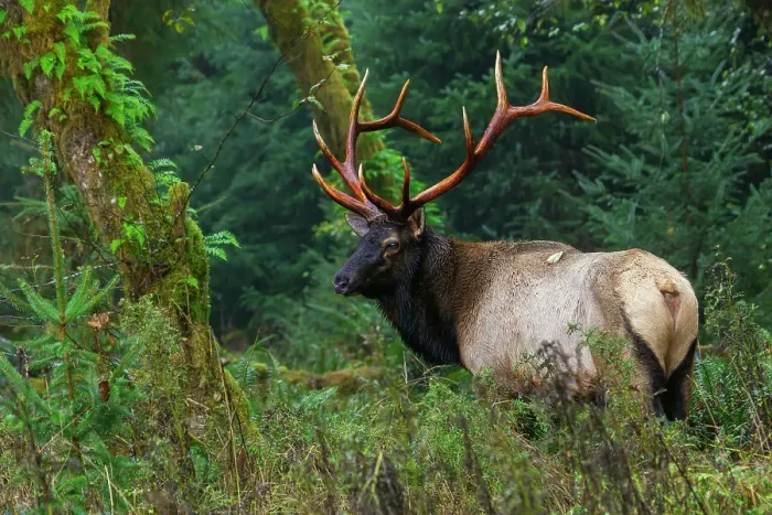 Framed Print : Roosevelt bull elk, Pacific Northwest rainforest Framed Print : Roosevelt bull elk, Pacific Northwest rainforest