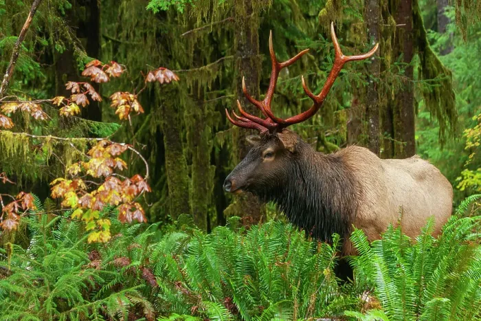 Framed Print : Roosevelt bull elk, USA, Washington State. Olympic National Park