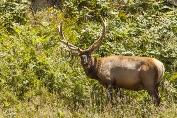 Framed Print : Roosevelt Elk browsing along the Pacific coast at Prairie Creek Redwoods State Park Framed Print : Roosevelt Elk browsing along the Pacific coast at Prairie Creek Redwoods State Park