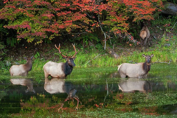 Roosevelt elk herd, Pacific Northwest rainforest