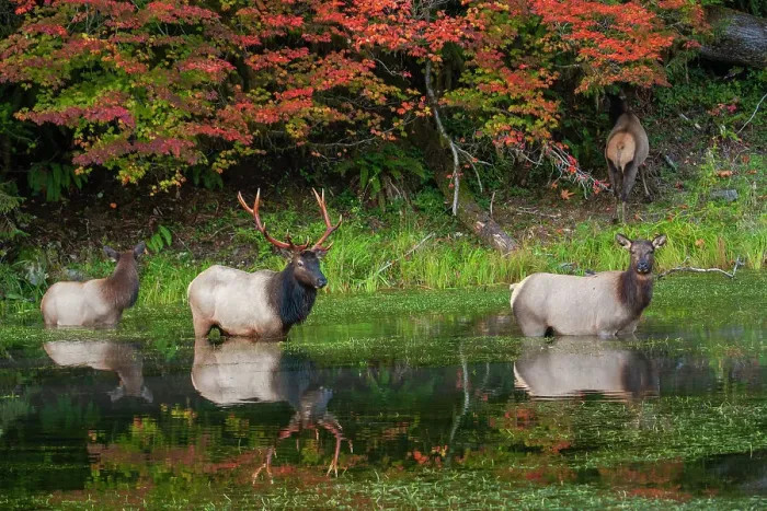 Framed Print : Roosevelt elk herd, Pacific Northwest rainforest