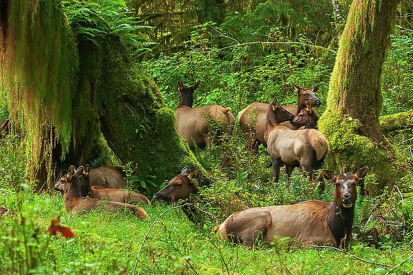 Roosevelt elk resting in the rainforest, Olympic Peninsula, Washington State, USA
