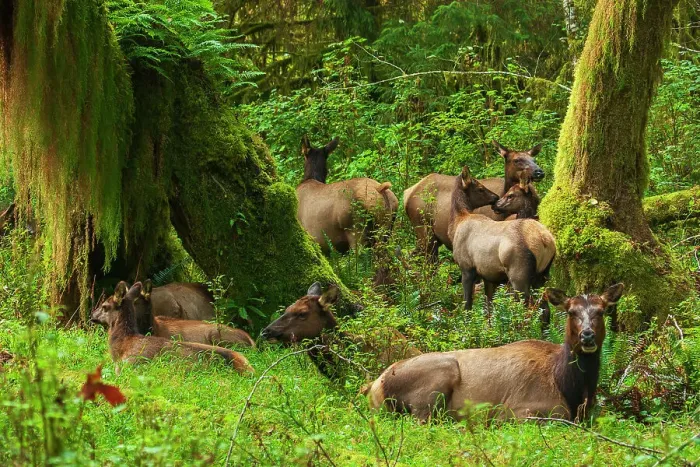Framed Print : Roosevelt elk resting in the rainforest, Olympic Peninsula, Washington State, USA Framed Print : Roosevelt elk resting in the rainforest, Olympic Peninsula, Washington State, USA
