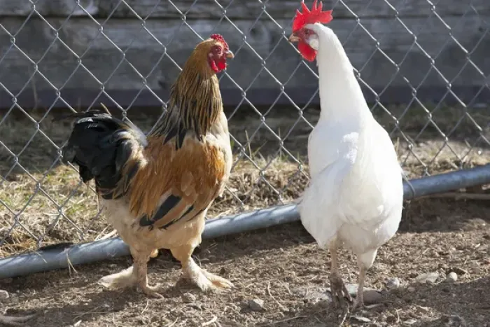 Framed Print : Rooster Brahma bantum, white leghorn hen