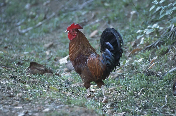 Rooster on Devils Island; Ile Royale; Devils Islands, French Guiana