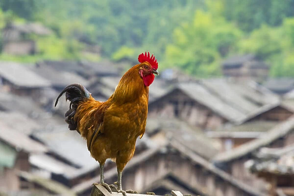 Rooster in the Dong village, Huanggang, Zhaoxing, Guizhou Province, China