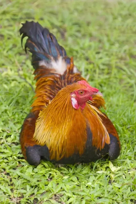 Framed Print : Rooster, Palau
