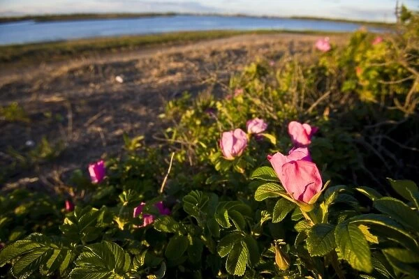 Rosa rugosa on Long Beach in Stratford, Connecticut. Adjacent to the Great Meadows