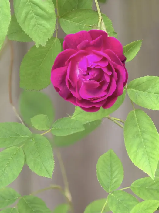 Framed Print : Rose Framed Print : Rose
