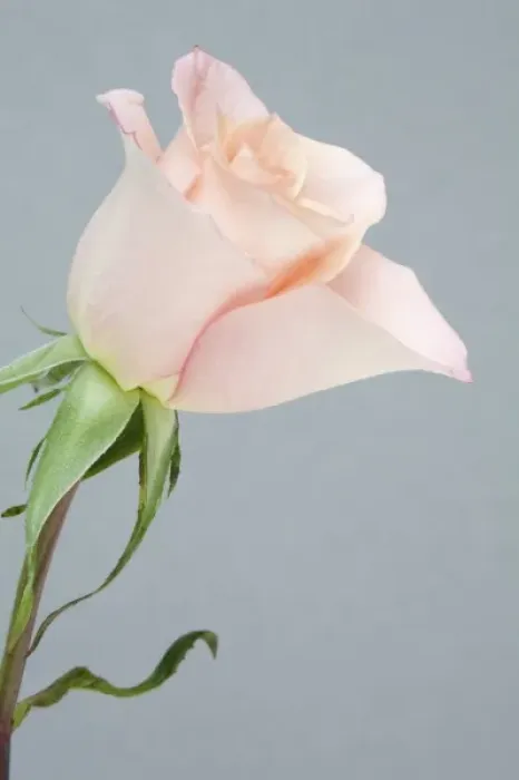 Framed Print : Rose