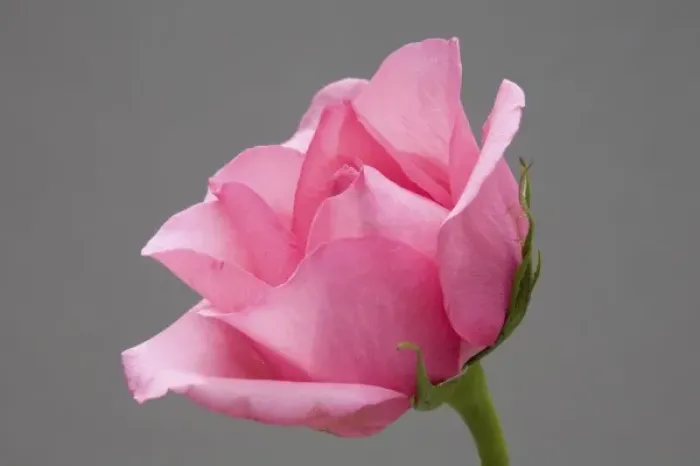 Framed Print : Rose