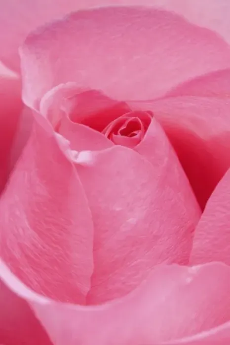 Framed Print : Rose