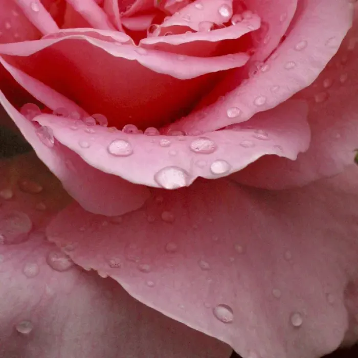 Framed Print : Rose Abstract