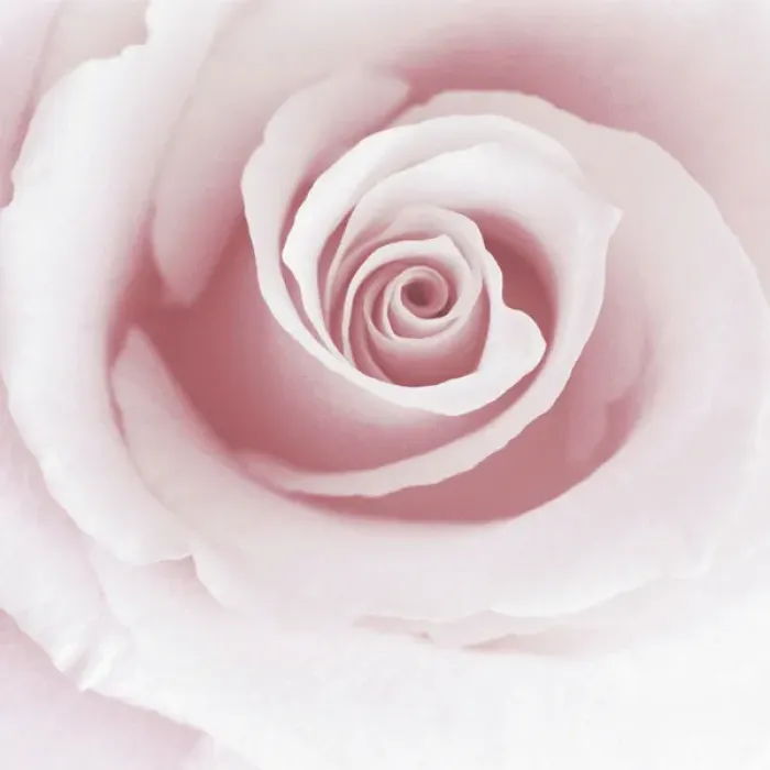 Framed Print : Rose Abstract Framed Print : Rose Abstract