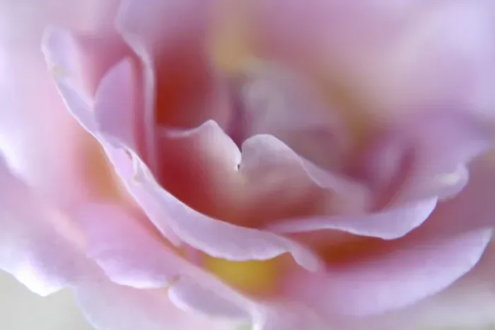 Framed Print : Rose Abstract Framed Print : Rose Abstract