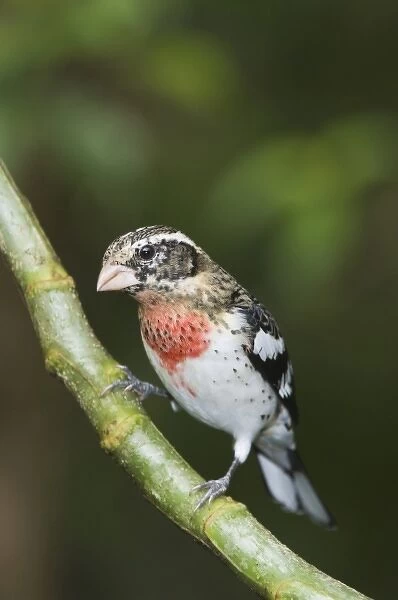 Rose-breasted Grosbeak, Pheucticus ludovicianus, immature male perched, Central Valley