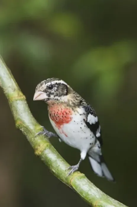 Framed Print : Rose-breasted Grosbeak, Pheucticus ludovicianus, immature male perched, Central Valley
