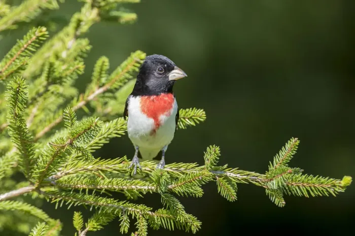 Framed Print : Rose-breasted Grosbeak (Pheucticus ludovicianus) male in spruce tree, Marion County Framed Print : Rose-breasted Grosbeak (Pheucticus ludovicianus) male in spruce tree, Marion County