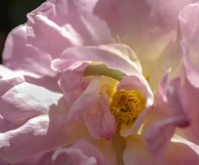 Framed Print : Rose with caterpillar inside, Santa Fe, New Mexico