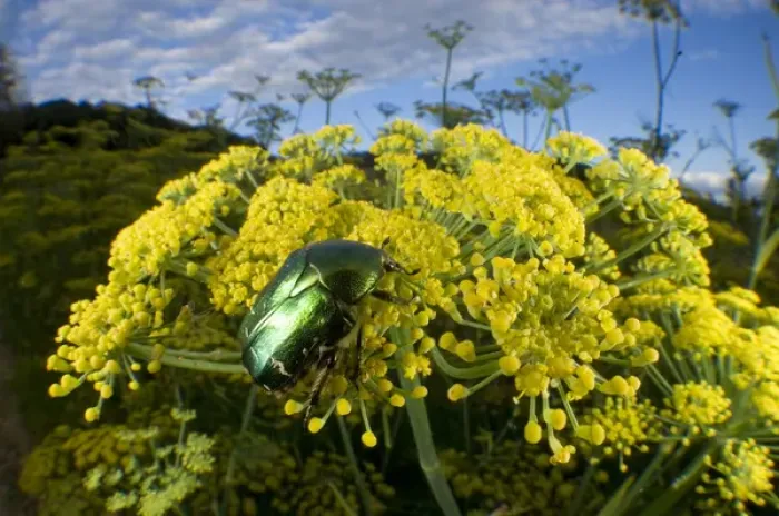 Framed Print : Rose chafer (Cetonia aurata) or rarely as the green rose chafer, is a beetle that Framed Print : Rose chafer (Cetonia aurata) or rarely as the green rose chafer, is a beetle that