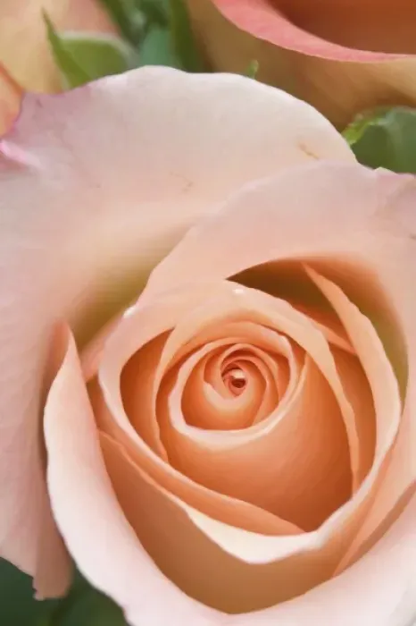 Framed Print : Rose close-up Framed Print : Rose close-up