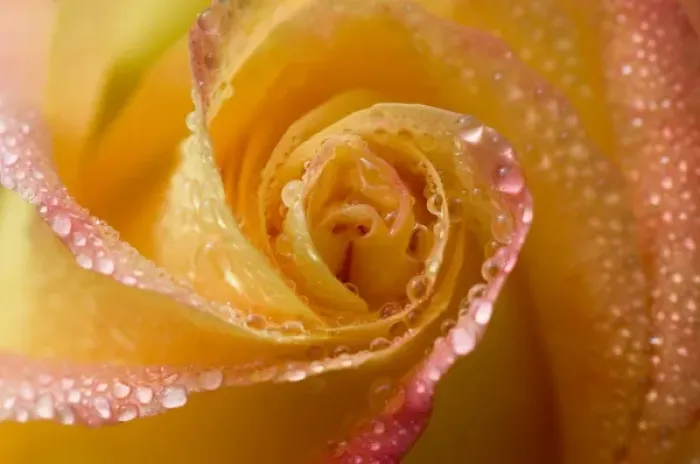 Framed Print : Rose close-up with dew