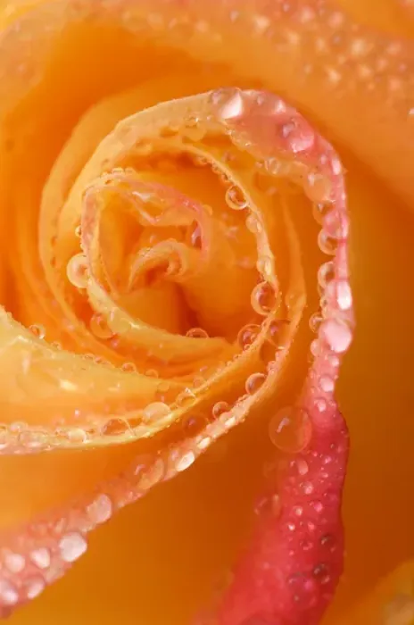 Framed Print : Rose close-up with dew. Credit as: Nancy Rotenberg / Jaynes Gallery / DanitaDelimont Framed Print : Rose close-up with dew. Credit as: Nancy Rotenberg / Jaynes Gallery / DanitaDelimont