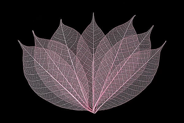 Rose colored skeleton leaves arranged on black background