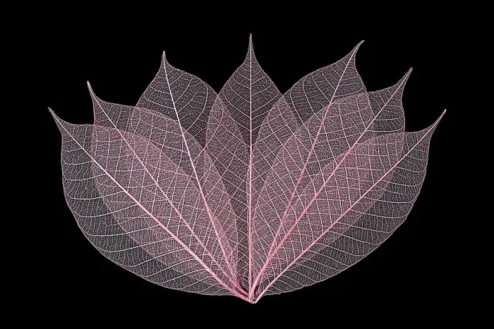Framed Print : Rose colored skeleton leaves arranged on black background Framed Print : Rose colored skeleton leaves arranged on black background