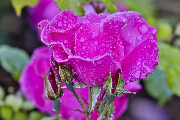Rose with dew drops after rain, Shore Acres State Park, Oregon