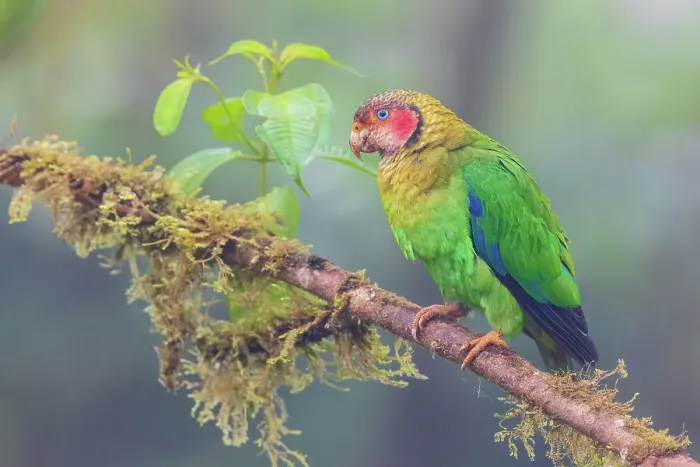 Framed Print : Rose-faced parrot, misty morning in the Choco Forest of Ecuador
