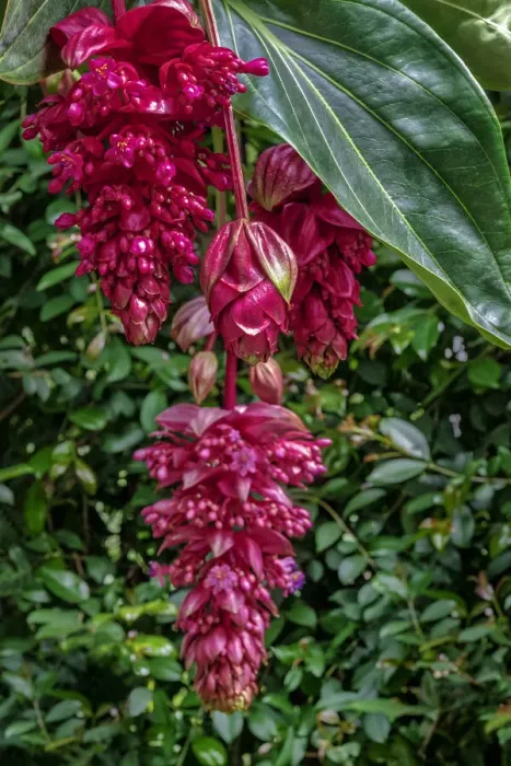 Framed Print : Rose Grape, Showy Medinilla Framed Print : Rose Grape, Showy Medinilla