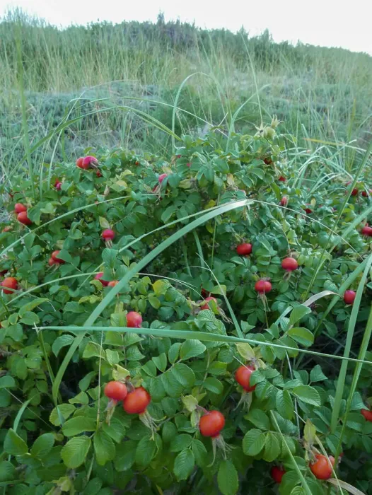 Framed Print : Rose hips, wild rose in Cape Cod landscape