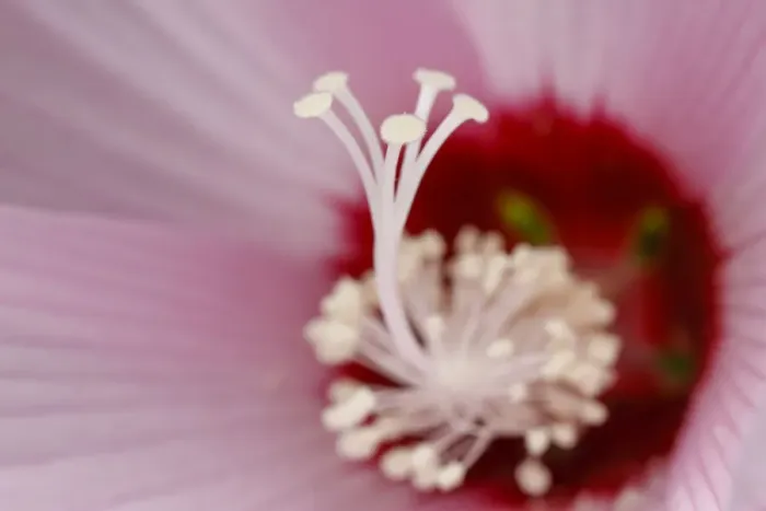 Framed Print : Rose mallow, Creasey Mahan Nature Preserve, Kentucky