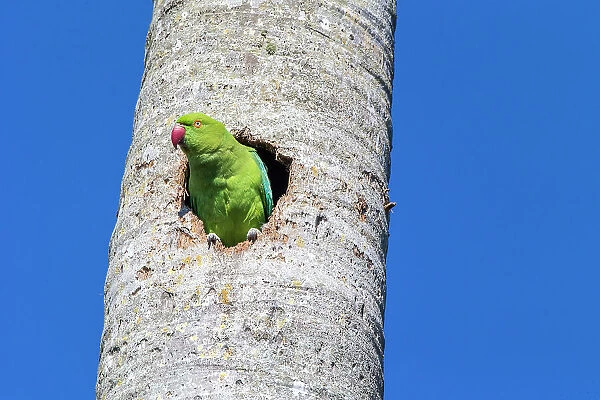 A rose-ringed parakeet observes from its cavity nest in a royal palm tree