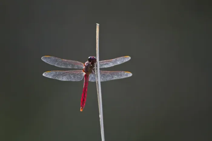 Framed Print : Roseate Skimmer (Orthemis ferruginea) male perched, south Texas Framed Print : Roseate Skimmer (Orthemis ferruginea) male perched, south Texas