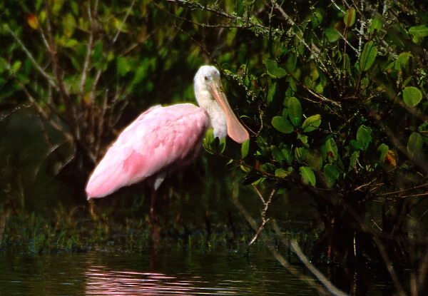 Roseate Spoonbill (Ajaia ajaja), Merritt Island National Wildlife Refuge, Florida