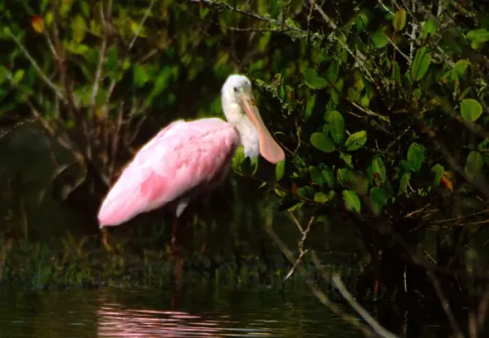Framed Print : Roseate Spoonbill (Ajaia ajaja), Merritt Island National Wildlife Refuge, Florida
