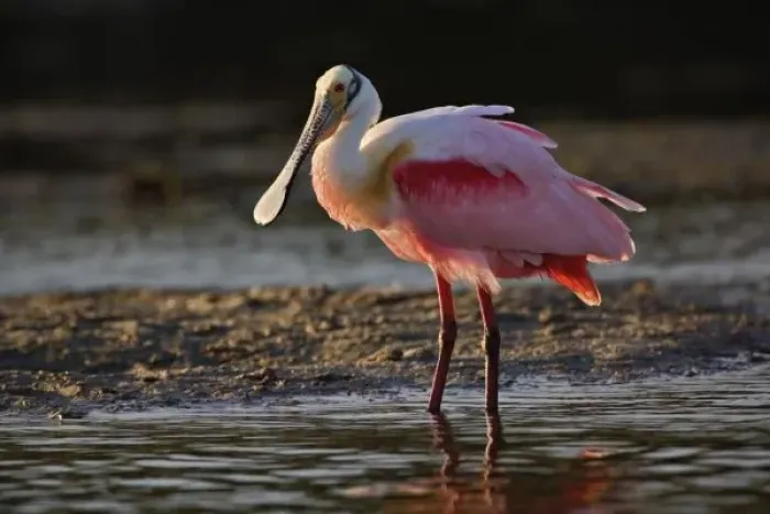 Framed Print : Roseate Spoonbill, Ajaia ajaja, Ding Darling National Wildlife Refuge, Sanibel Island