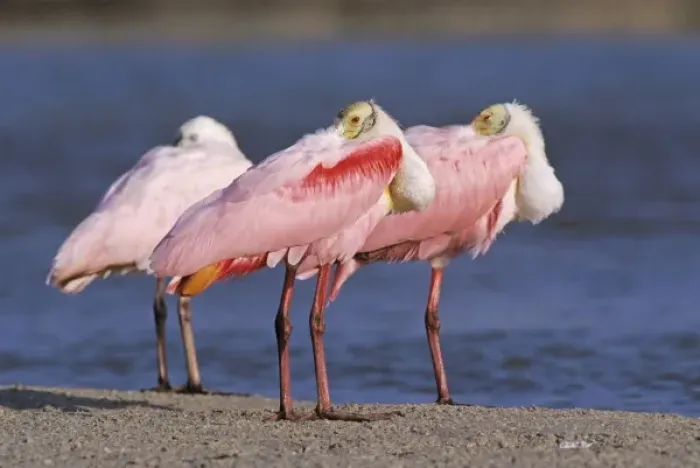 Framed Print : Roseate Spoonbill, Ajaia ajaja, adults resting, Sanibel Island, Florida, USA, Dezember Framed Print : Roseate Spoonbill, Ajaia ajaja, adults resting, Sanibel Island, Florida, USA, Dezember