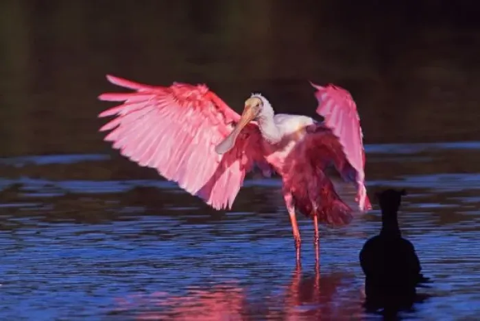 Framed Print : Roseate Spoonbill (Ajaia ajaja) with Cormorant (Phalacrocorax auritus) Framed Print : Roseate Spoonbill (Ajaia ajaja) with Cormorant (Phalacrocorax auritus)