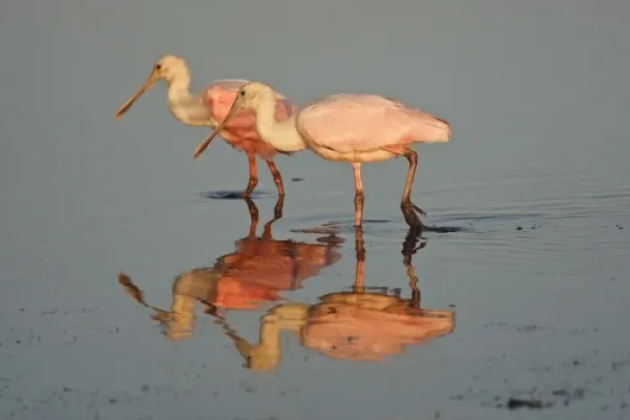 Framed Print : Roseate Spoonbill (Ajaia ajaja) feeding and feeding in the Laguna Madre at sunrise Framed Print : Roseate Spoonbill (Ajaia ajaja) feeding and feeding in the Laguna Madre at sunrise