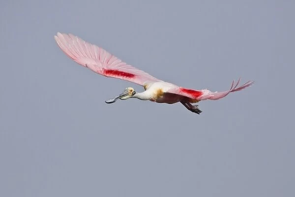 Roseate Spoonbill (Ajaia ajaja) in flight over the Laguna Madre near the National