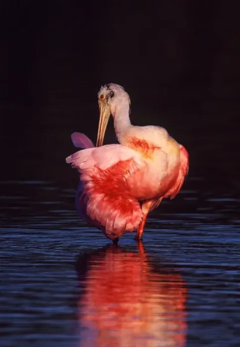 Framed Print : Roseate Spoonbill (Ajaia ajaja) preening at dawn